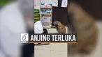 Seorang apoteker didatangi oleh seekor anjing yang terluka. Hewan tersebut meminta untuk diobati. Setelahnya, sang anjing seakan mengucapkan terima kasih.