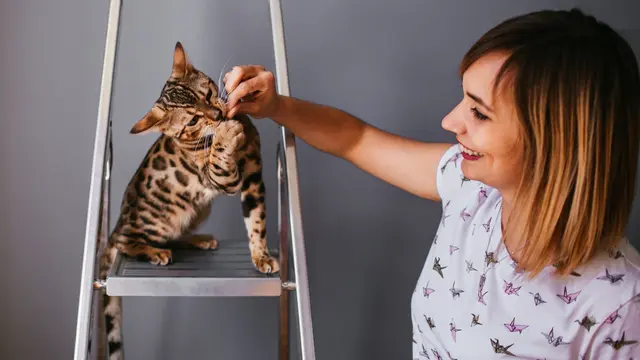 Cat Training