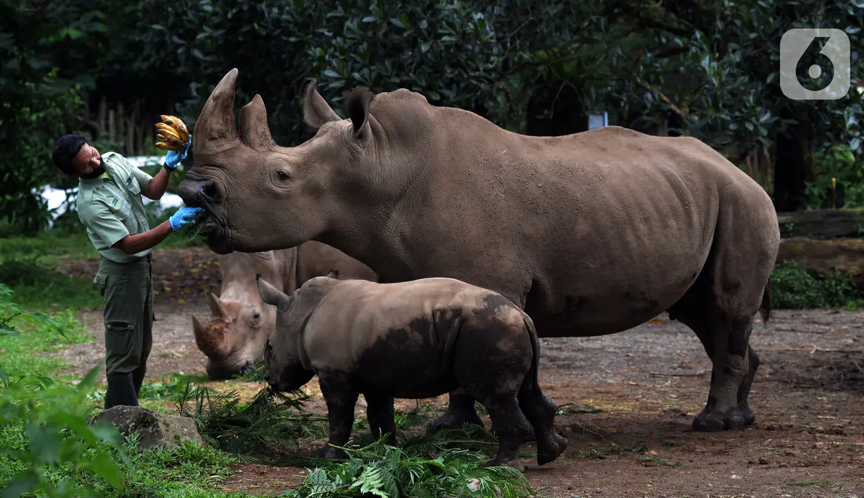 Keeper (perawat satwa) memberi makan Badak Putih (Ceratotherium Simum) di Taman Safari Indonesia, Bogor, Jawa Barat, Jumat (22/1/2021). Seekor bayi Badak Putih betina bernama Azsyifa lahir dari indukan bernama Chuma dan pejantan bernama Merdeka. (merdeka.com/Imam Buhori)