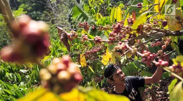 Warga memetik biji kopi di desa binaan Bakti BCA Dusun Kopi Sirap di Semarang, Jawa Tengah, Minggu (8/9/2019). BCA melakukan pendampingan untuk penguatan kapasitas dan SDM komunitas petani kopi dengan memberikan pelatihan, donasi pembangunan hingga perlengkapan edukasi kopi. (Liputan6.com/HO/Defi)