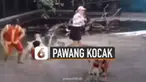 Ada-ada saja aksi pawang buaya reflek kaget saat sedang pementasan berlangsung.