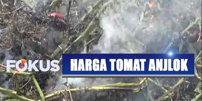 Kecewa Harga Jual Anjlok, Petani di Lampung Bakar Pohon Tomat