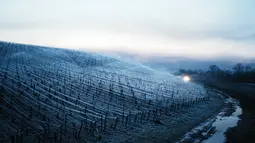 Air disemprotkan di kebun anggur untuk melindungi kuncup dan bunga yang mekar dari embun beku, di Chablis, wilayah Burgundy (4/4/2022). Petani anggur berebut menemukan cara melindungi tanaman merambat dari embun beku setelah musim dingin melanda negara-negara seluruh Eropa. (AP Photo/Thibault Camus)