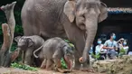 Dua bayi gajah Asia bermain dekat seekor induk gajah di Taman Safari Chimelong, Guangzhou, Provinsi Guangdong, China, Rabu (27/5/2020). Dua gajah Asia betina di Taman Safari Chimelong melahirkan dua bayi pada tanggal 30 April dan 12 Mei 2020. (Xinhua/Liu Dawei)
