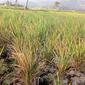 Sejumlah lahan pertanian mengalami puso alias gagal panen akibat kemarau penjang (Liputan6.com/Jayadi Supriadin)