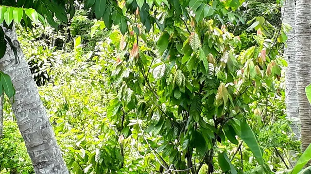 Kebun kakao. (Foto: Liputan6.com/Muhamad Ridlo)