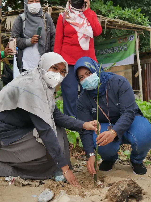 Penamanan mangrove