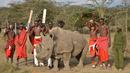 Pejuang Maasai berpose dengan satu-satunya pejantan dari tiga badak putih terakhir di dunia bernama Sudan di Nanyuki, Kenya, 18 Juni 2017. Sudan kini telah mati pada usia 45 tahun. (TONY KARUMBA/AFP)