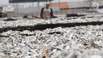 Ikan asin saat dijemur di Muara Angke, Jakarta, Rabu  (13/9). Produksi ikan asin yang merupakan salah satu usaha rumah tangga nelayan di daerah tersebut mengalami peningkatan hingga 50 persen saat musim kemarau. (Liputan6.com/Angga Yuniar)