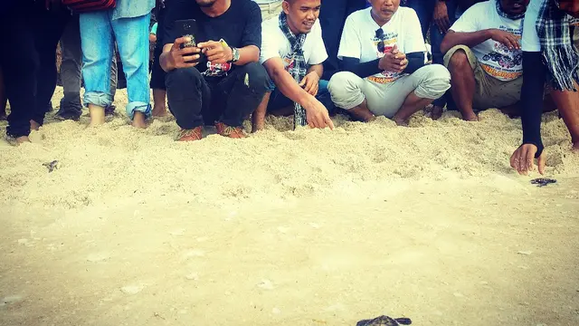 Melepas tukik di Pantai Cemara Wakatobi, tepat dilakukan saat ombak tak terlalu keras.(Liputan6.com/Ahmad Akbar Fua)