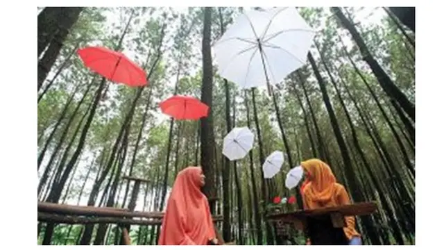 Hutan Pinus Semeru