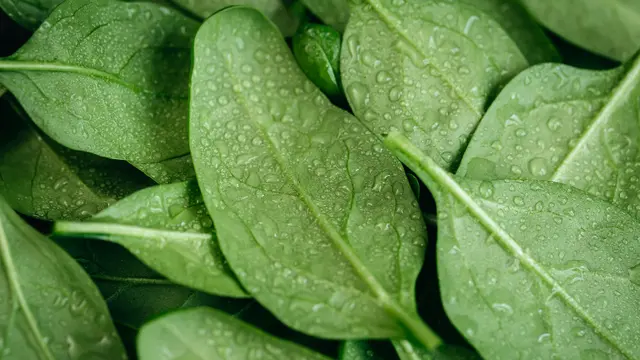 Bahan-Bahan yang Dibutuhkan