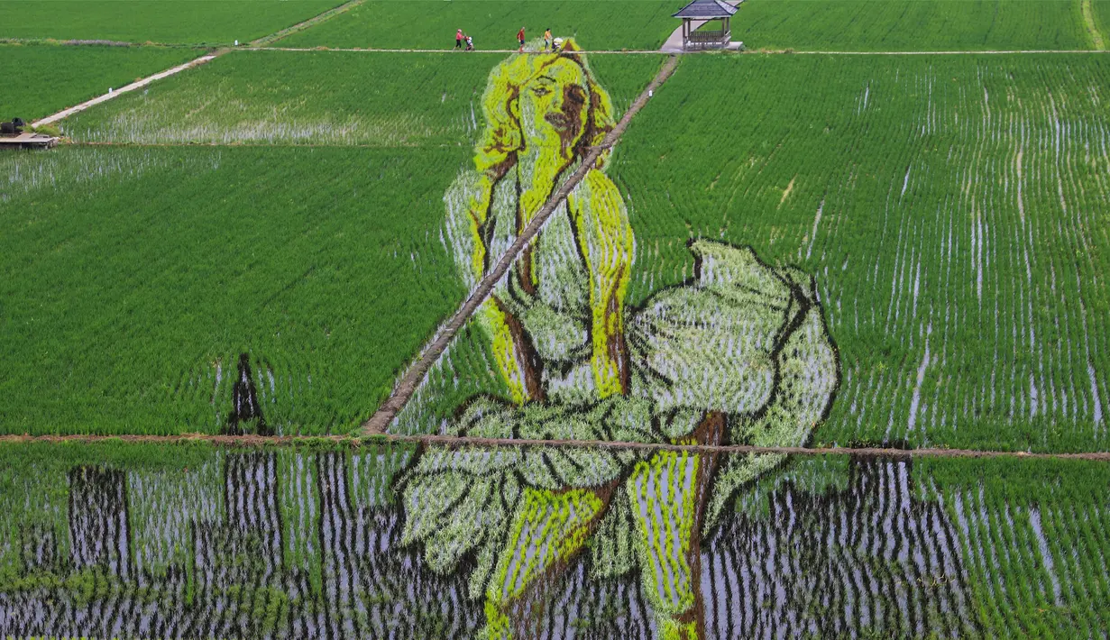 Foto udara gambar aktris legendaris Marilyn Monroe yang dibuat dengan menggunakan varietas padi yang berbeda terlihat di sebuah sawah di Shenyang, provinsi Liaoning, China, 24 Juni 2020. Saat ini pembuatan karya lukis di sawah sudah menjadi tradisi para petani di daerah tersebut. (STR/AFP)