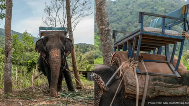 Tulang Belakang Gajah di Thailand Ini Cacat Permanen Usai Selama 25 Tahun Angkut Turis