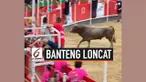 Acara adu banteng di Vidreres, Spanyol, menjadi kacau. Para penonton berhamburan untuk melarikan diri saat seekor banteng melompati tribun penonton. Sekitar 19 orang terluka karena insiden ini.