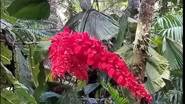Monstera Masih Mendominasi Tren Tanaman Hias 2025, Devil Monster Jadi yang Termahal
