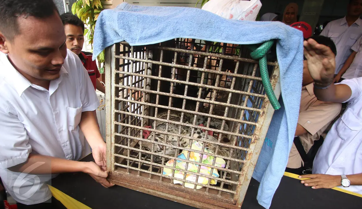 Petugas menunjukkan barang bukti dugaan tindak pidana di bidang Konservasi Sumber Daya Alam (KSDA) hayati dan ekosistemnya di Polda Metro Jaya, Jakarta, Selasa (4/4). (Liputan6.com/ Immanuel Antonius)