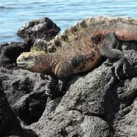 Bukan fiksi, Godzila ada di dunia nyata?