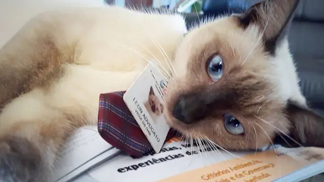 6 Potret Lucu Leon Avogato, Kucing Liar yang Jadi Karyawan di Firma Hukum