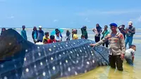 hiu paus terdampar di Wakatobi (Dok: Antara)
