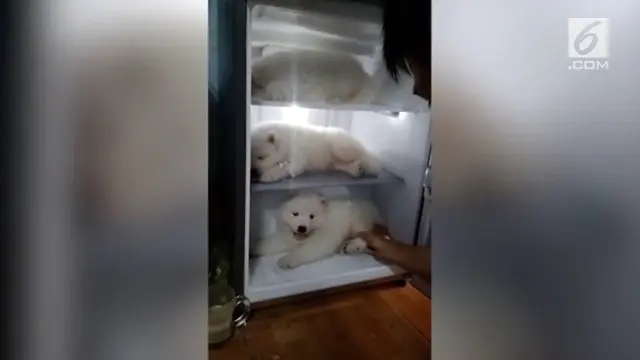 Suhu cuaca di Vietnam akhir-akhir ini mencapai 30 derajat celcius, sehingga membuat Anjing jenis Husky ini harus tidur didalam kulkas.