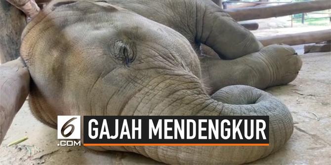 VIDEO: Bagaimana Suara Gajah Mendengkur?