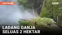 POLISI GEREBEK LADANG GANJA SELUAS 2 HEKTAR TEMUKAN GANJA SIAP PANEN