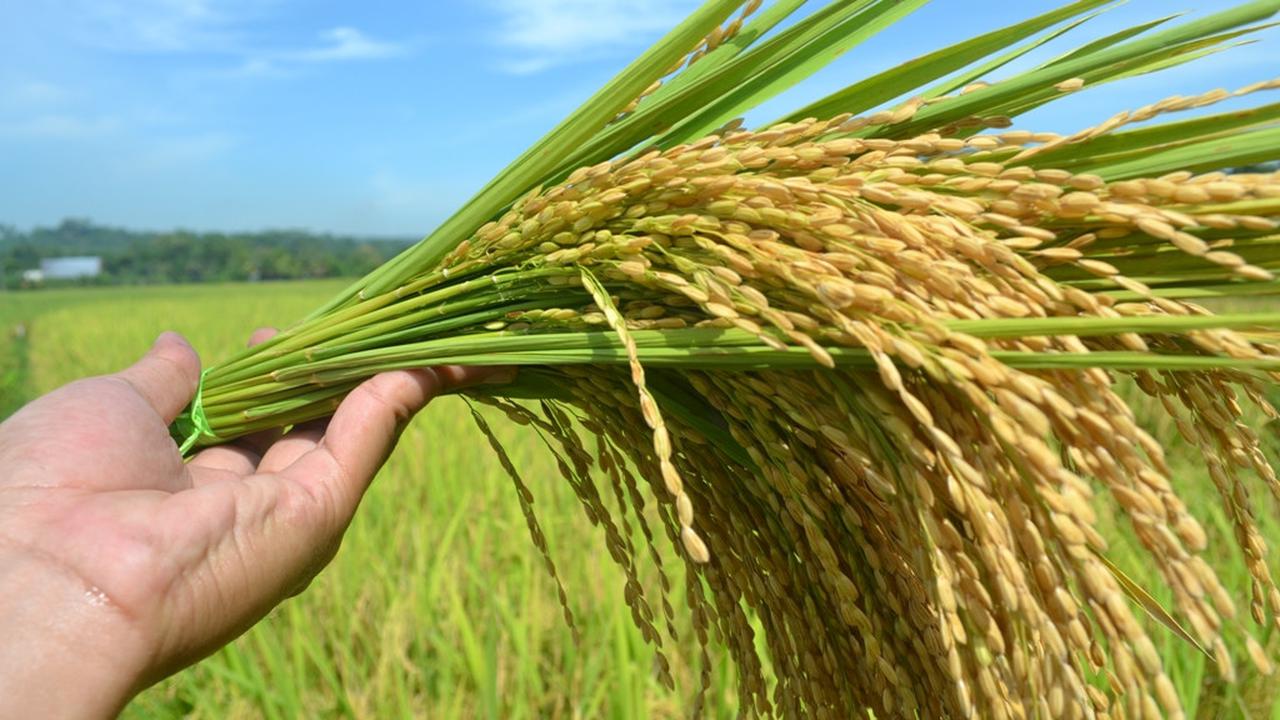Gabah terbaik yang akan digunakan sebagai bibit unggul. (Foto: Liputan6.com/Muhamad Ridlo)
