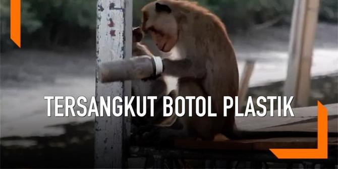 VIDEO: Ambil Sisa Susu dalam Botol, Tangan Monyet Tersangkut Sebulan