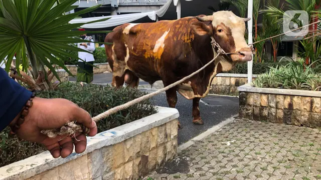 FOTO: Melihat Sapi Limosin Sumbangan Anies Baswedan