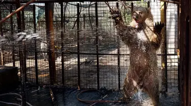 Beruang disemprotkan air saat cuaca panas melanda di Kebun Binatang pribadi di Basra, 340 mil (550 kilometer) tenggara Baghdad, Irak (30/7). Layanan cuaca Irak memperingatkan suhu meningkat hingga mencapai 51 derajat Celcius. (AP Photo/Nabil al-Jurani)