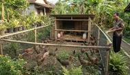 7 Cara Membuat Area Umbaran Ayam Kampung Hemat Lahan