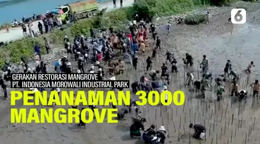 mangrove