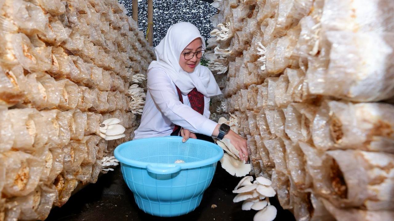 Bupati Banyuwangi Ipuk Fiestiandani ikut memanen jamur di  kampung Jamur Banyuwangi (Istimewa)