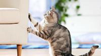 Kucing Anda Suka Menggaruk Benda Kesayangan? Ini Alasannya (sumber. webmd.com)