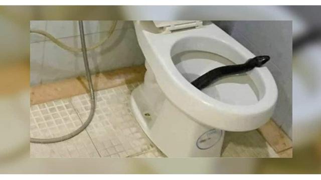 Ular besar 3 Meter Tersangkut di Mangkuk Toilet, Evakuasi Berlangsung Dramatis