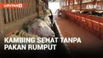 Unik! Kambing Kurban Tanpa Pakan Rumput