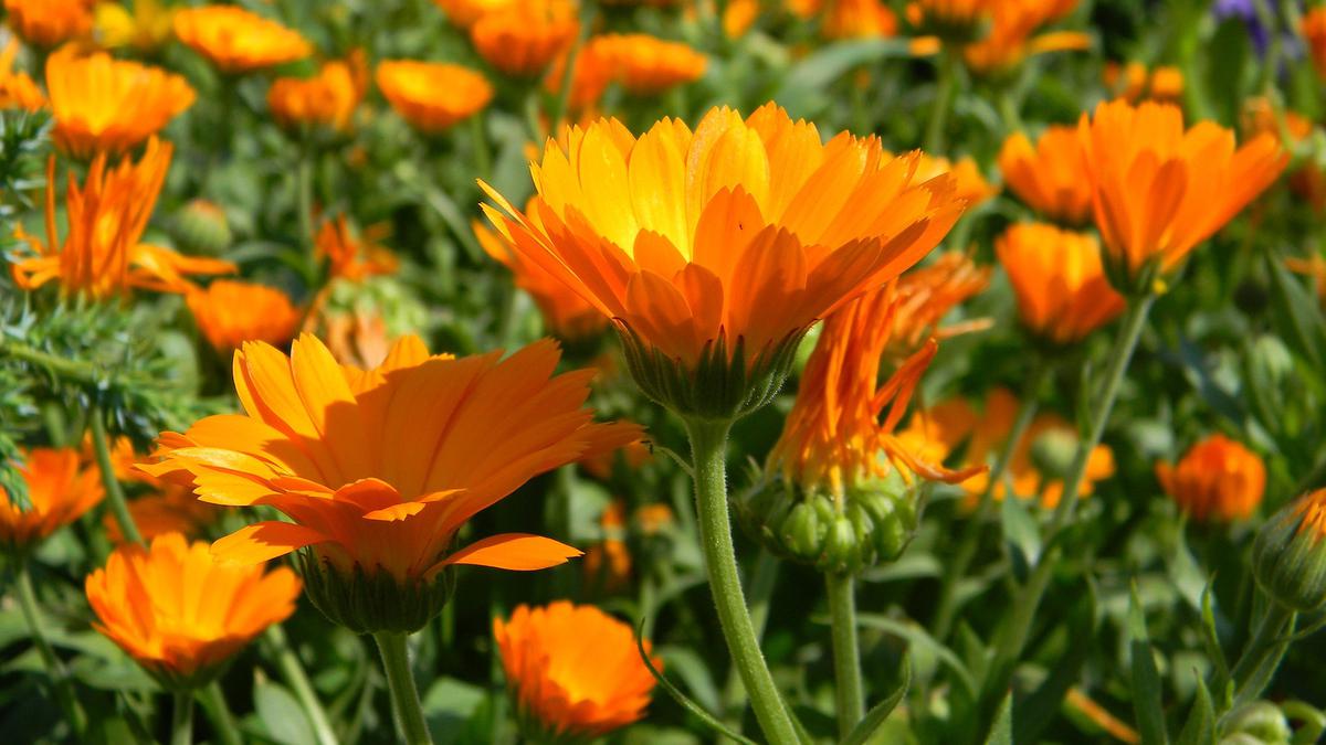 9 Tempat Wisata di Jombang Jawa Timur yang Paling Populer, Alamnya Indah