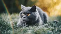 7 Foto Kucing Lucu dan Menggemaskan, Dilengkapi Penjelasan Tiap Jenisnya