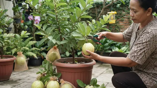 Cara Merawat Jambu Kristal dalam Pot Agar Cepat Berbunga dan Tidak Mudah Gugur