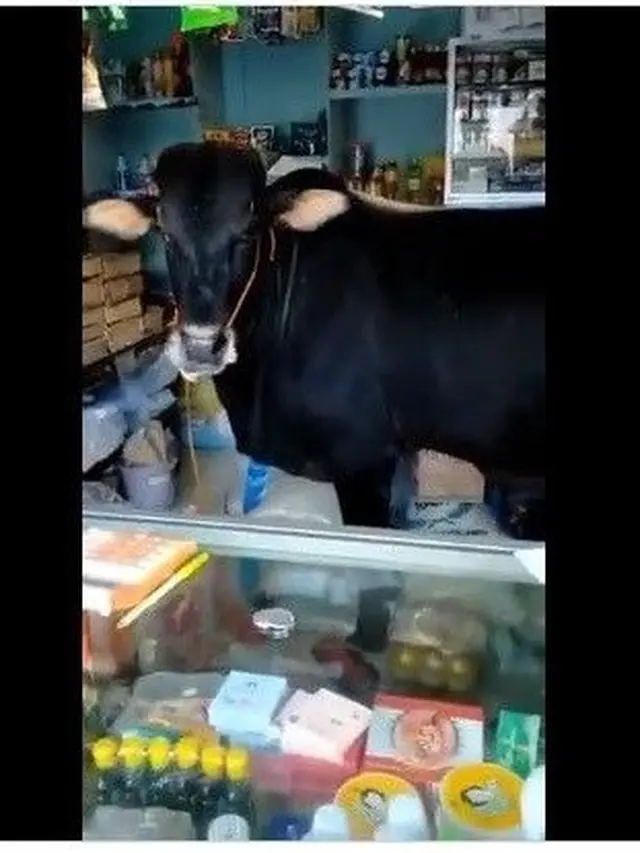 6 Potret Hewan Ada di Warung Ini Bikin Penjual Kaget, Kocak