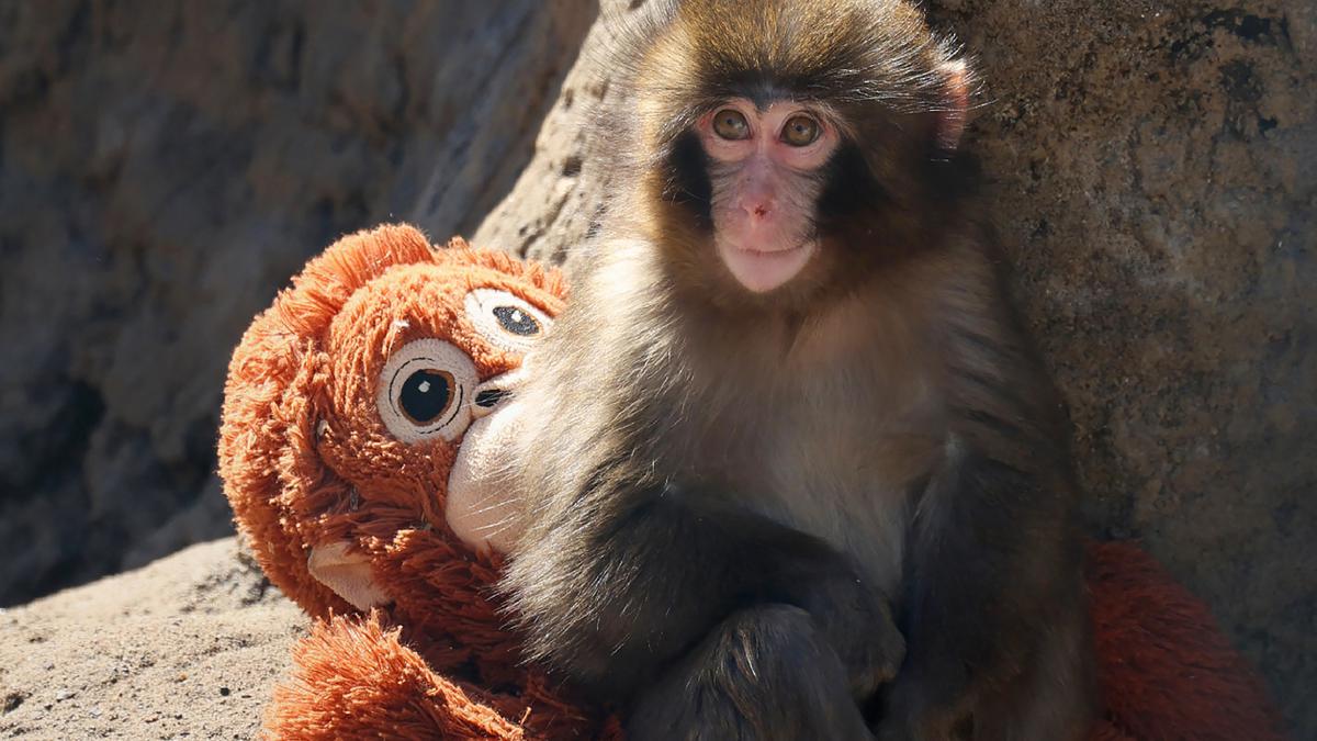Kisah Punch, Bayi Monyet Viral yang Ditinggalkan Induknya dan Berjuang Bertahan Hidup