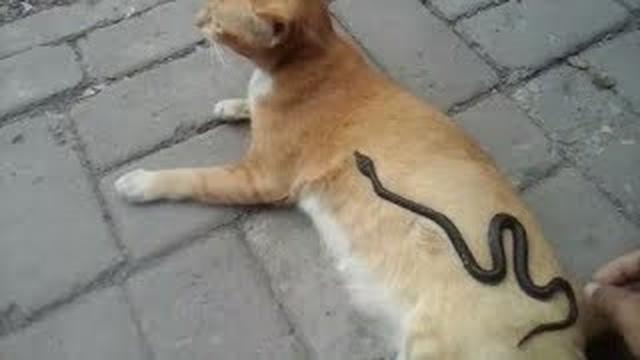 6 Momen Persahabatan Kucing dengan Ular, Tak Takut Meski Kobra