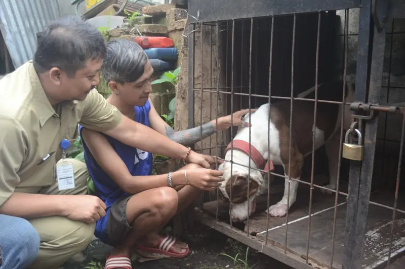 Dokter hewan mengambil contoh darah anjing Pitbull yang dititikan di Jalan Irian Jaya, Kota Malang, Jawa Timur (Zainul Arifin/Liputan6.com)