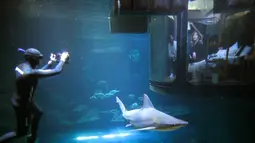Seorang penyelam mengambil gambar pengunjung yang tengah melihat kawanan hiu dari sebuah kamar saat menginap di hotel bawah air Aquarium of Paris, Prancis, 14 Maret 2016. (REUTERS/Charles Platiau)