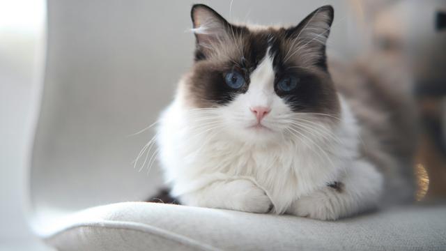 Ragdoll
