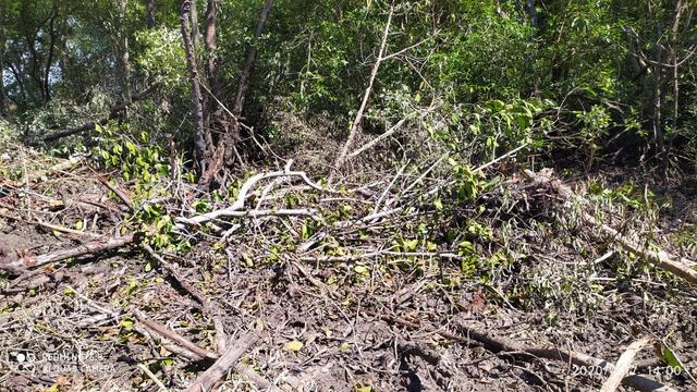Dengan menggunakan dua unit alat berat jenis ekskavator, dan tali sling, mereka merobohkan ratusan pohon Mangrove dengan menggunakan tali sling. (Liputan6.com/Ahmad Yusran)