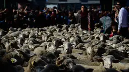 Warga menyaksikan kawanan domba dengan diawasi penggembala tumpah ruah di jalanan pusat kota Madrid, Spanyol, Minggu (22/10). Peristiwa tersebut adalah sebuah tradisi kuno yang sudah terjadi pada tahun 1273. (PIERRE-PHILIPPE MARCOU/AFP)