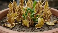 Sudah Rajin Dirawat tapi Tanaman Sayur Mati? Ini Kesalahan Berkebun yang Sering Terjadi
