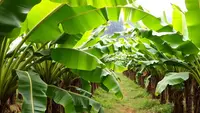 Penyandang Disabilitas Cilacap Ubah Pelepah Pisang Jadi Serat Vegan yang Bernilai Jual